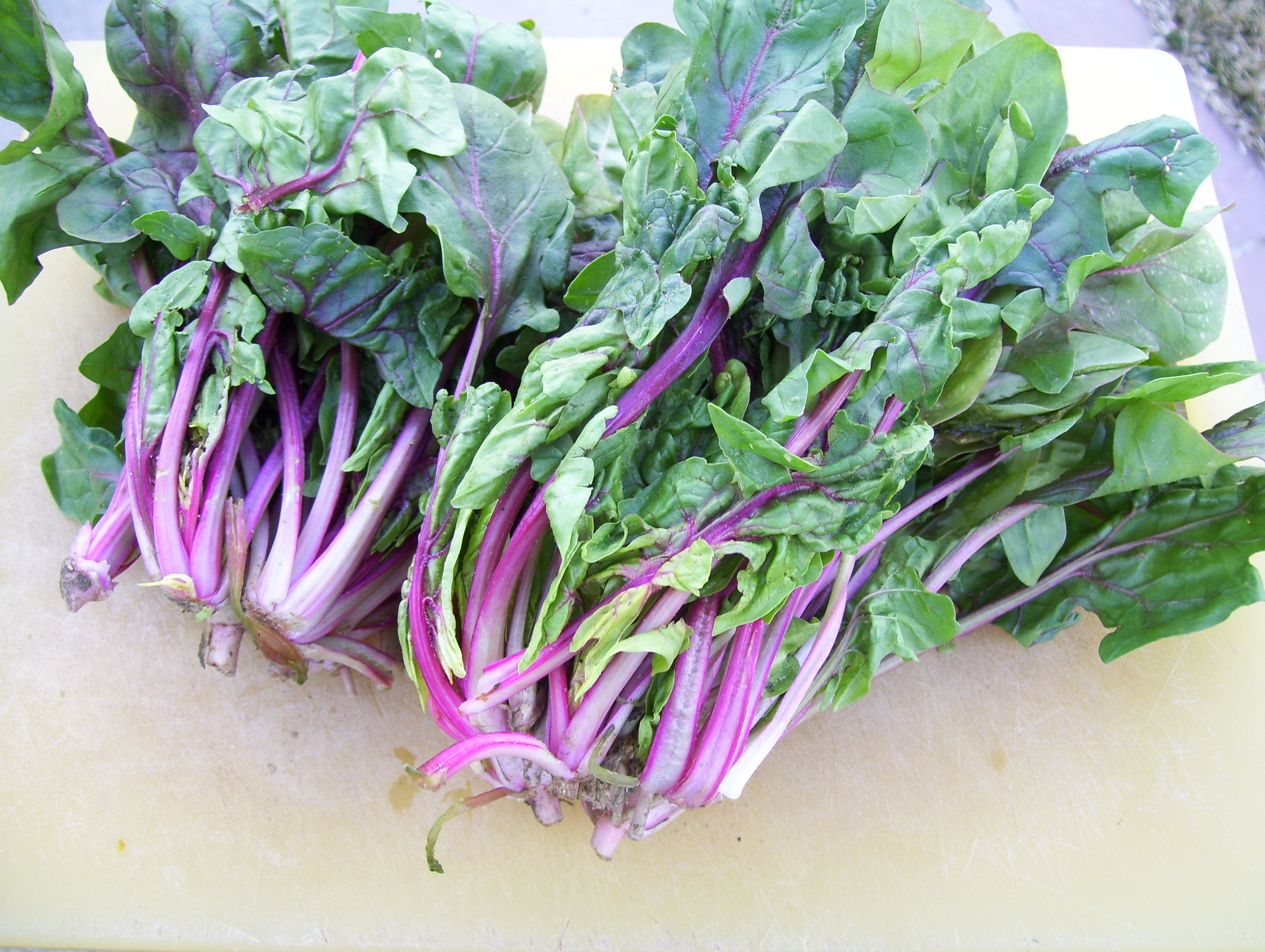 Bordeaux Spinach:  Check out the deep red stems
