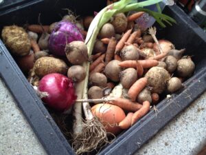 Root Vegetables from Monroe Organic Farms Witner Share